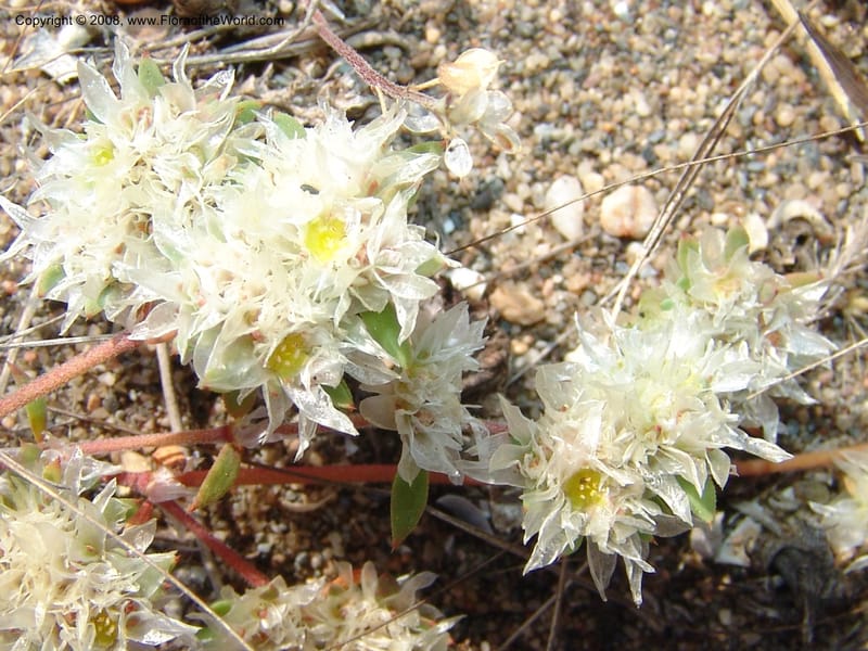 Paronychia argentea--Spain. Prov. Almeria. Cabo de Gata.  Wildfl. Center. 23 Apr 05. 018.jpg