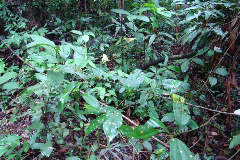 Cinnamomum, R. Vasquez 34894--Peru. Loreto. Dto. Parinari. Tacshacocha. R. Samiria. 14 Nov 08. 252.jpg