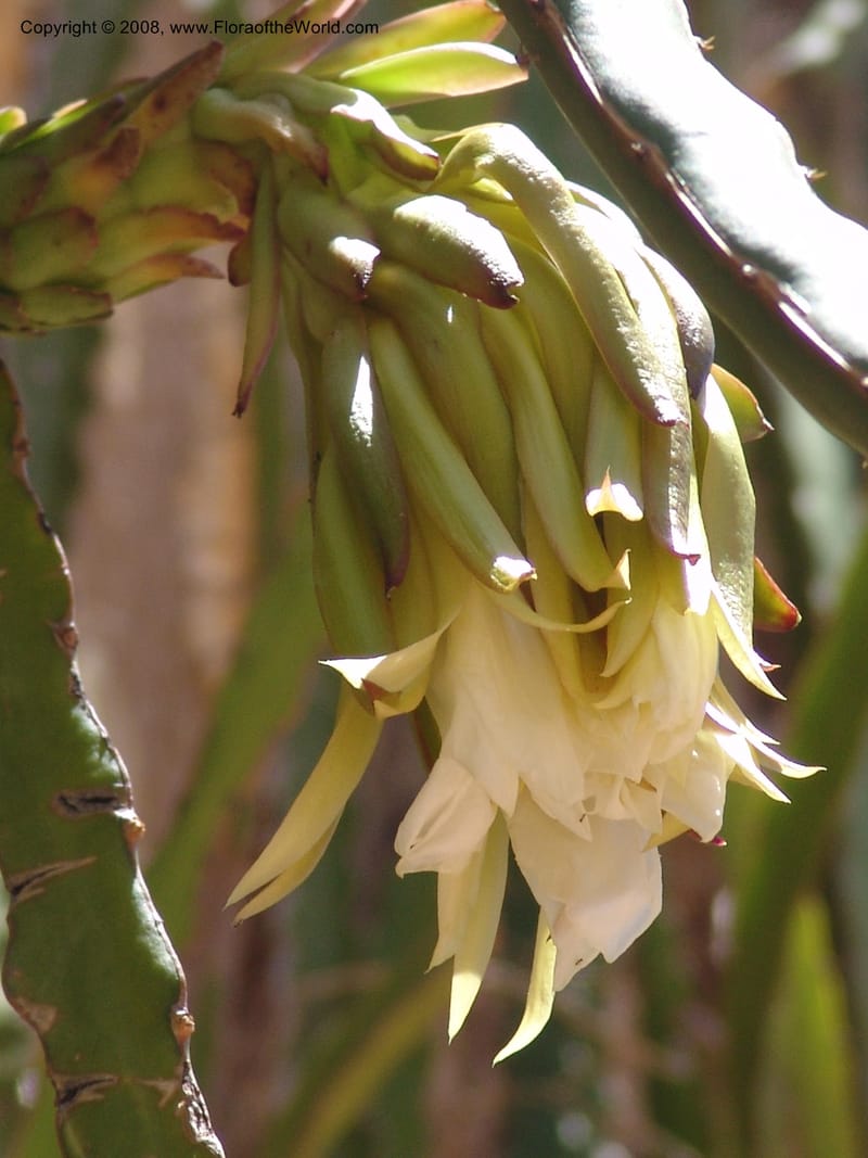 Heliocereus undatus, s.n.--MX. Oaxaca. Oaxaca. Jardin Etnobotanico. 5 Aug 2007. 509.jpg