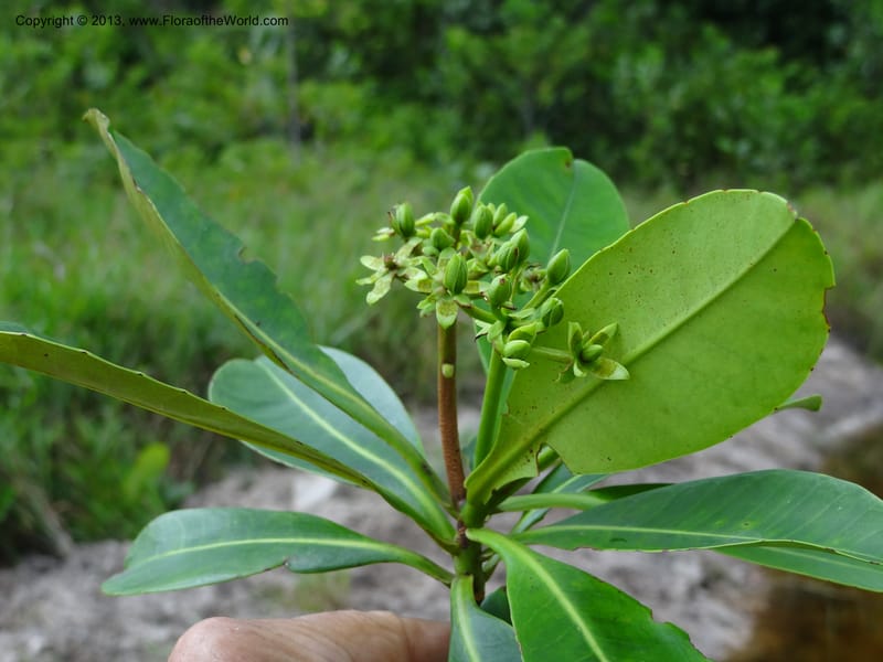 Tetramerista glabra, SAN.153201--Sabah. Klias Forest Reserve. 3 Apr 2012. DSC06489 (114).JPG
