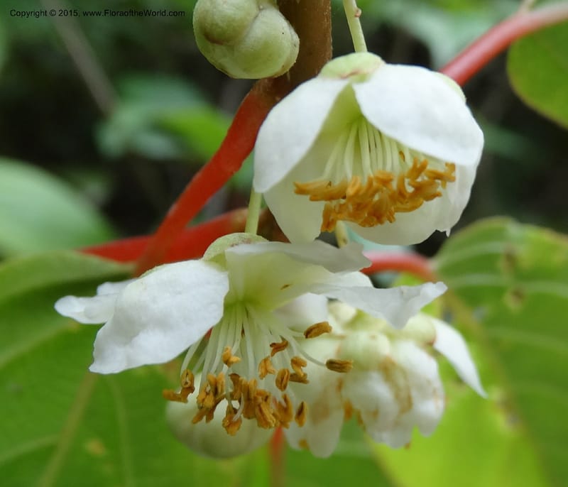 Actinidia, Boufford, D 43714--China. Sichuan. GanYangGou Rd. Km marker 7. 13 May 2014. DSC05676 (88).JPG