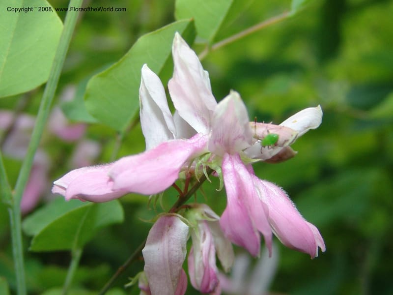 Indigofera kirilowii--IL. Chicago. Morton Arboretum. 1 Jul 05. 184.jpg