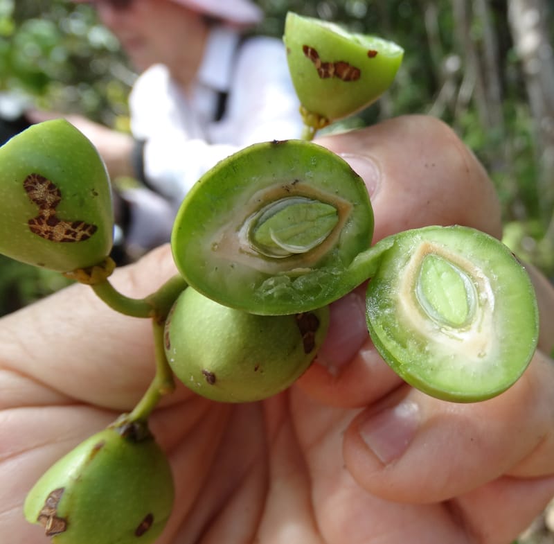Cryptocarya, Lowry, P 7340--Fiji. Vesidrua Vill. 5 Nov 2015. DSC09215 (131).JPG