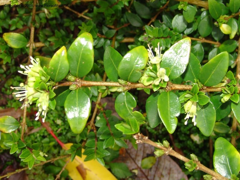 Lonicera nitida--CA. San Francisco Botanical Garden (Strybing Arb.). 30 Mch 06. 031.jpg