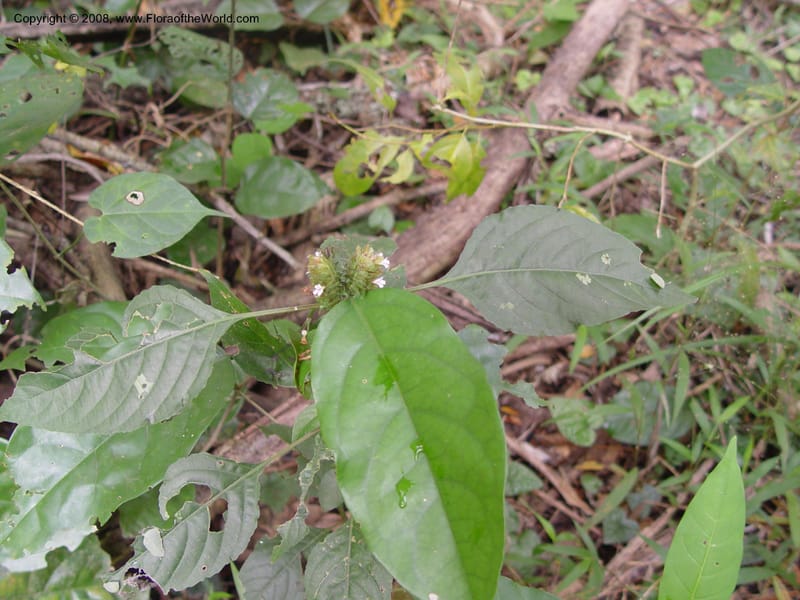 Justicia flava--Ghana. Aburi Botanic Garden. 11 Dec 03. 064.jpg