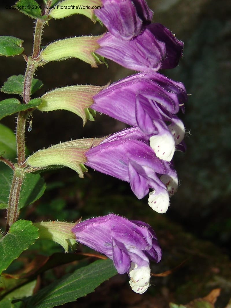 Scutellaria cochinchinensis--China. Jiang Xi. Lushan Botanical Garden. 21 Apr 07. 152.jpg