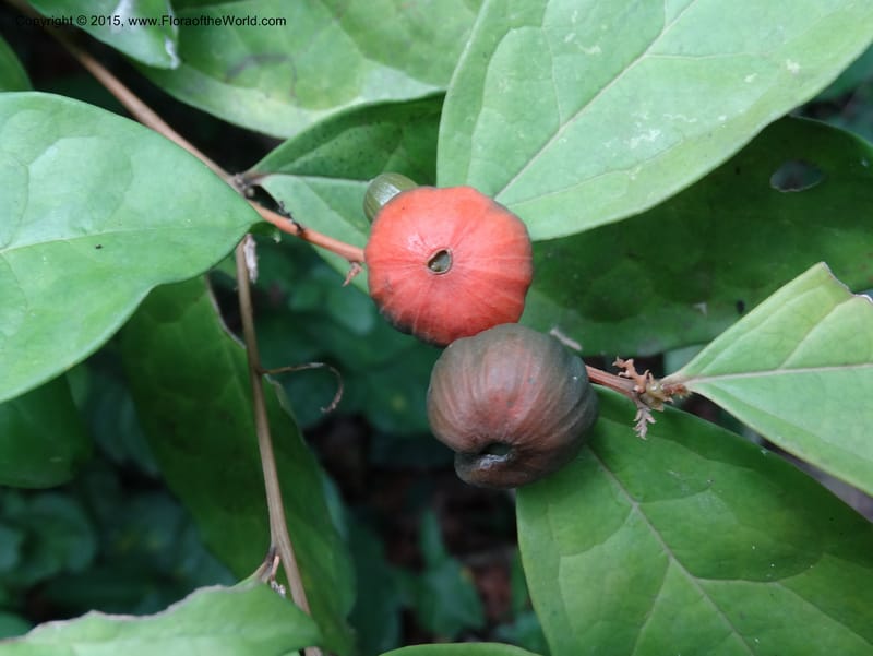 Olax, Davidson, C 12344--Cameroon. Mokoko For. Res. 20 Mar 2014. DSC02622 (305).JPG