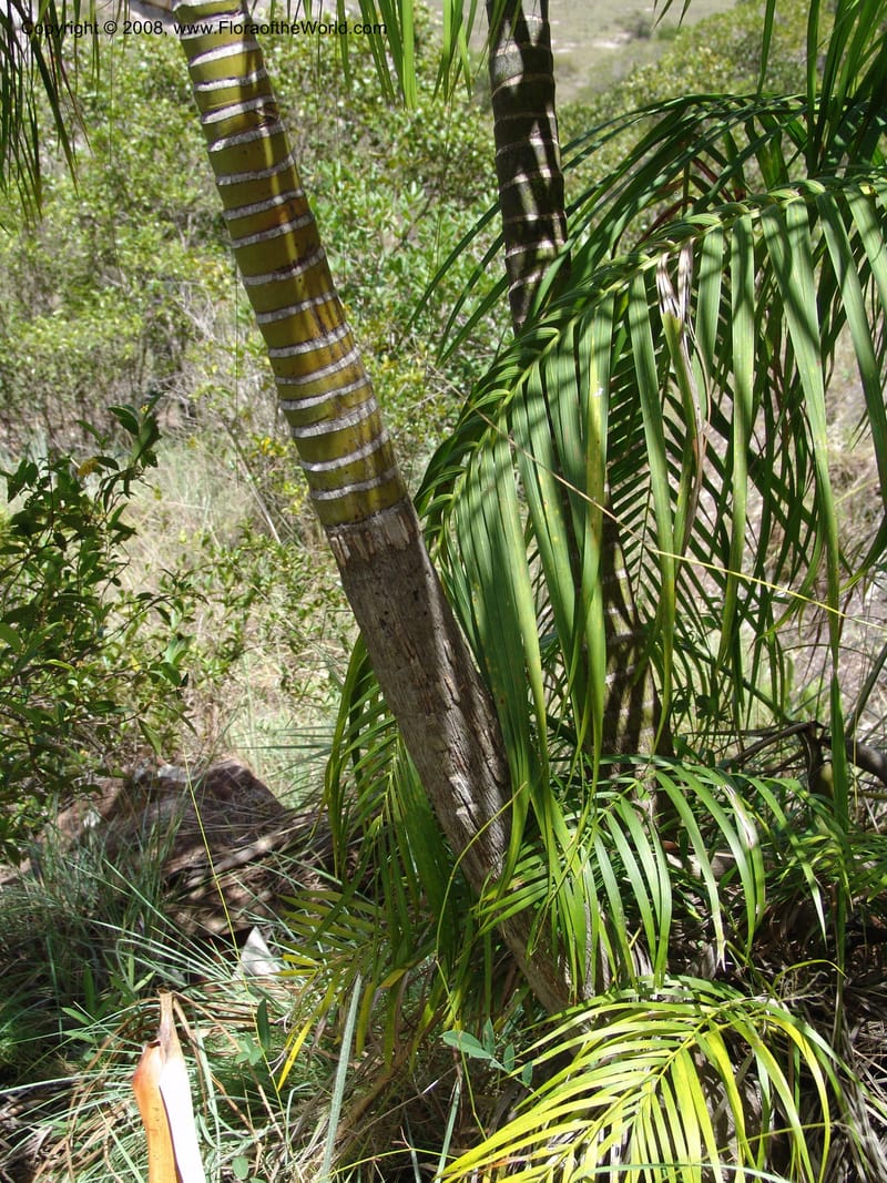 Dypsis, not coll.--Madag. Prov. Fianar. Parc Nat. Isalo. 12 Jan 06. 265.jpg