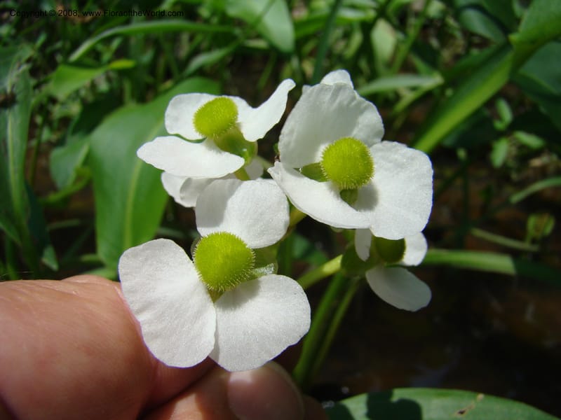 Sagittaria, CDavidson11150--TX. Lee Co. Clear Cr., near Leo. 25 Apr 08. 007.jpg