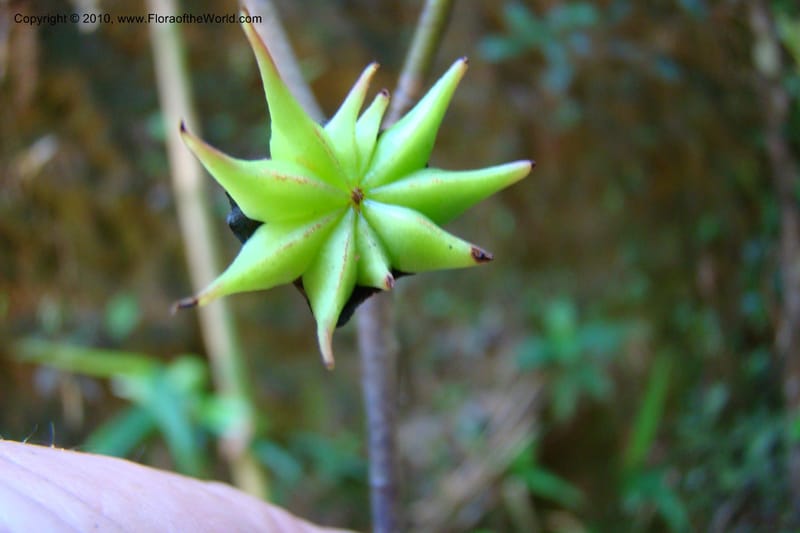 Illicium, Regalado 1743--Viet Nam. Thua Thien Hue Prov. Phu Loc Distr. Bach Ma. 13Apr 09. 267.jpg