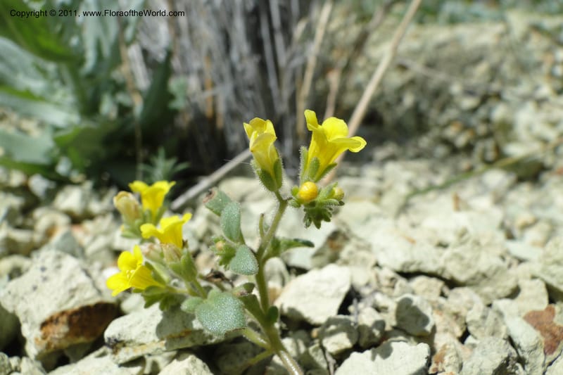 Phacelia lutea var. lutea, C. Davidson 11856--Oregon. Malheur Co. Leslie Gulch. 30 June 2011. 284 (6).jpg