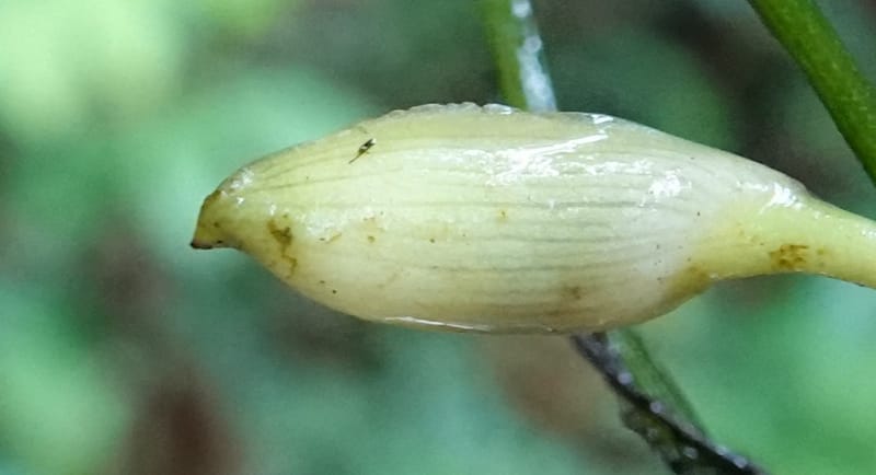 Anubias, C. Davidson 13942--Gabon. Maurel & Prom Oil Rd. 2 Nov. 2018. DSC01376 (80).JPG
