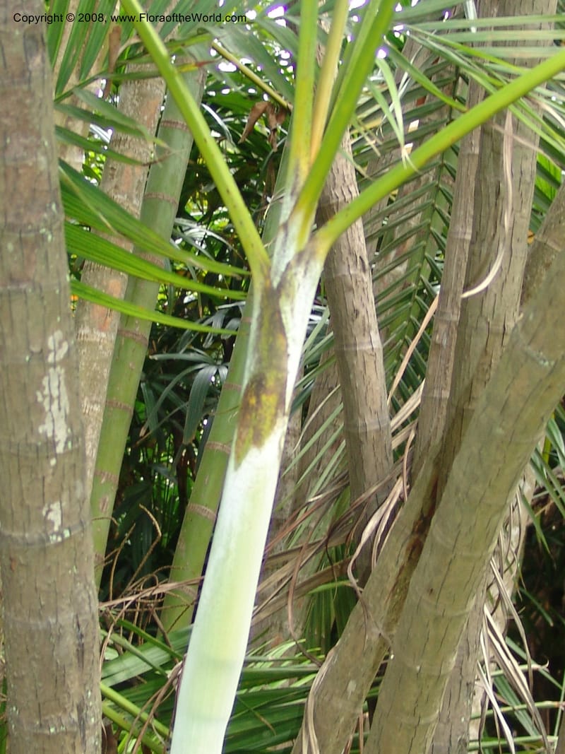 Chrysalidocarpus lucubensis--So.Africa. Durban Bot. Garden. 14 Mch 05. 145.jpg