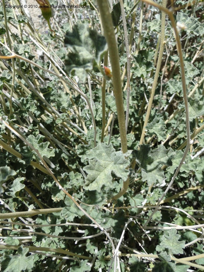 Sphaeralcea ambigua var. rosacea, C. Davidson 11661--California. Riverside Co. 1 April 2010. 234 (7).jpg