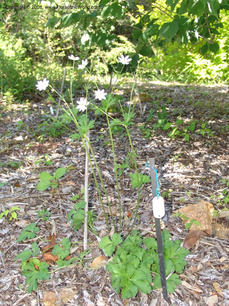Anemone rivularis, 2001, 023--CA. Quarryhill Bot. Garden, Glen Ellen. 1 Jun 07. 172.jpg