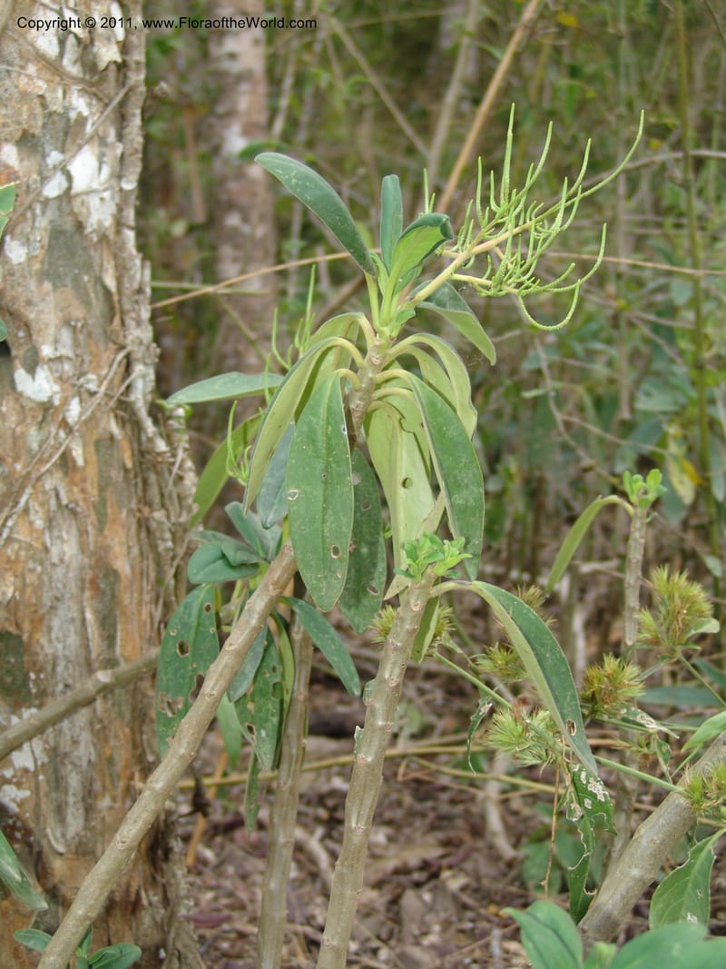 Peperomia vestita, AraujoM2911--Bolivia. F. Tamayo. Rio Machariapu. 17 Sep 06. 582 (1).jpg