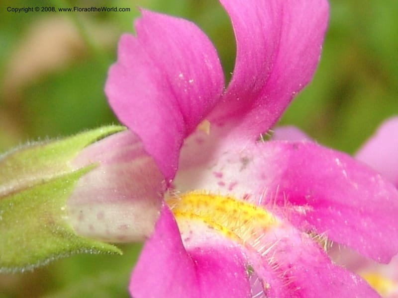 Mimulus lewisii, CDavidson11112--ID. Adams Co. For. Serv. Rd. 453, to Goose Lk. 20 Jul 07. 115.jpg