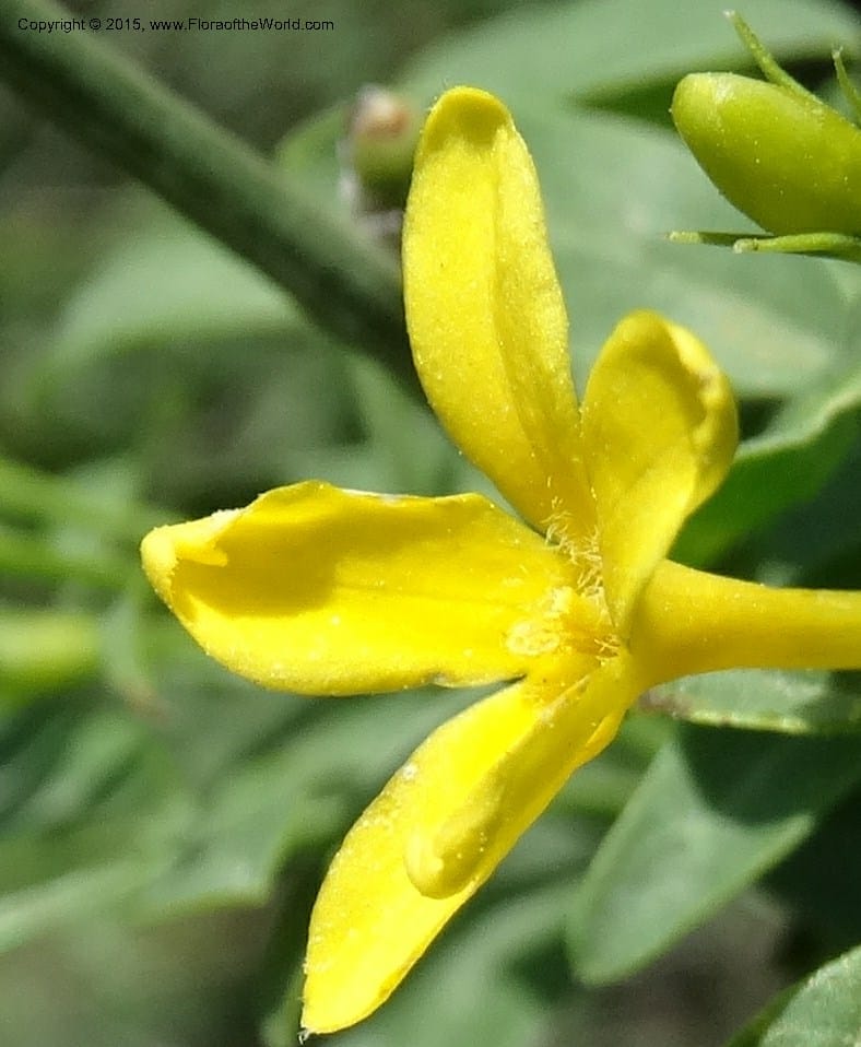 Jasminum fruticans, Davidson, C 12467--Georgia (Caucasus). Shio Mgvime. 7 Jun 2014. DSC07779 (178).JPG