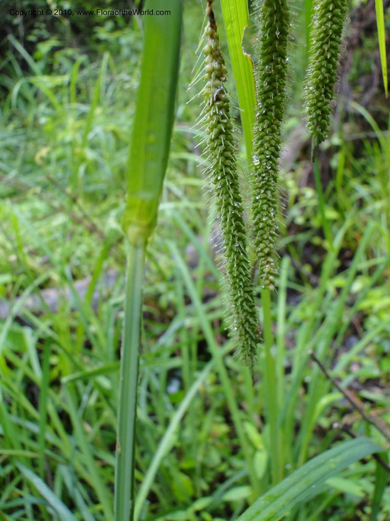Carex crinata, Mori S 27442, USA, North Carolina, Wake Co., Boyce Bridge Rd., 25 May 2010 (9).JPG
