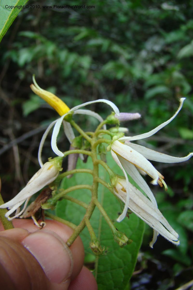 Solanum, RVasquez34842--Peru. Loreto. Dist. Nauta. Qbda Nawapa, Rio Tigre. 11 Nov 08. 013.jpg