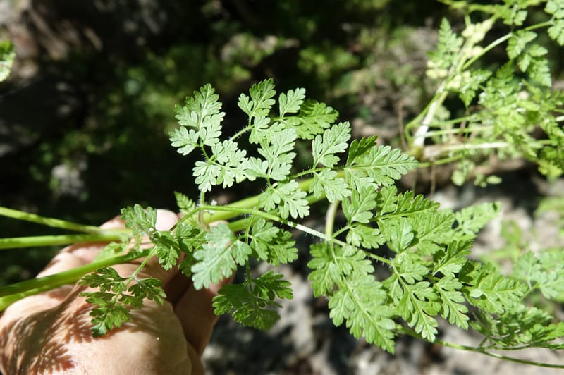 Anthriscus caucalis, C. Davidson 13580--ID. Idaho Co. Salmon R. Rd. E of Riggins. 24 May 2017. DSC00708. JPG (168).JPG