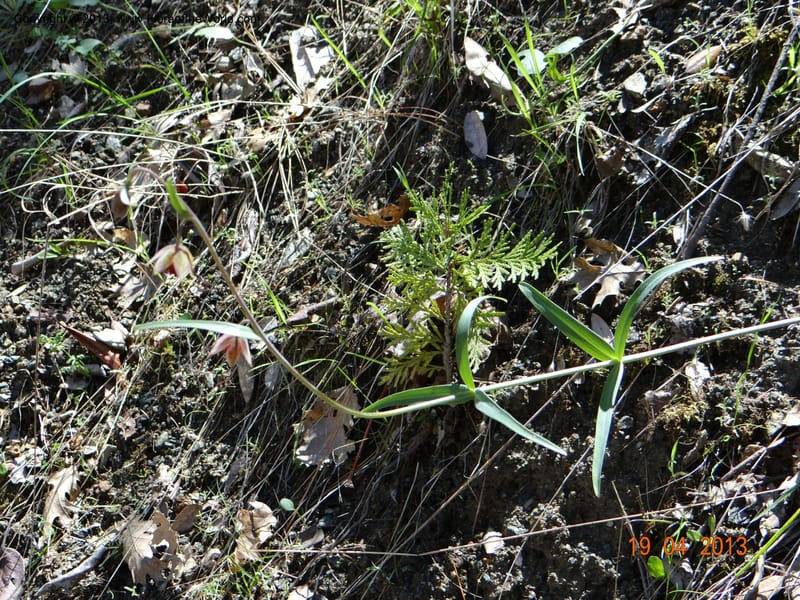 Fritillaria atropurpurea, Davidson, C 12131--USA, California, Nevada Co. 19 Apr 2013  0079 (27).JPG