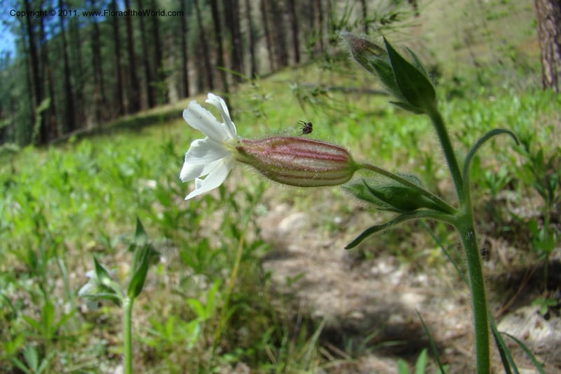 Silene scouleri, C. Davidson 11399--Idaho. Idaho Co. Salmon River. Shepp Ranch. 28 May 2009. 063.jpg