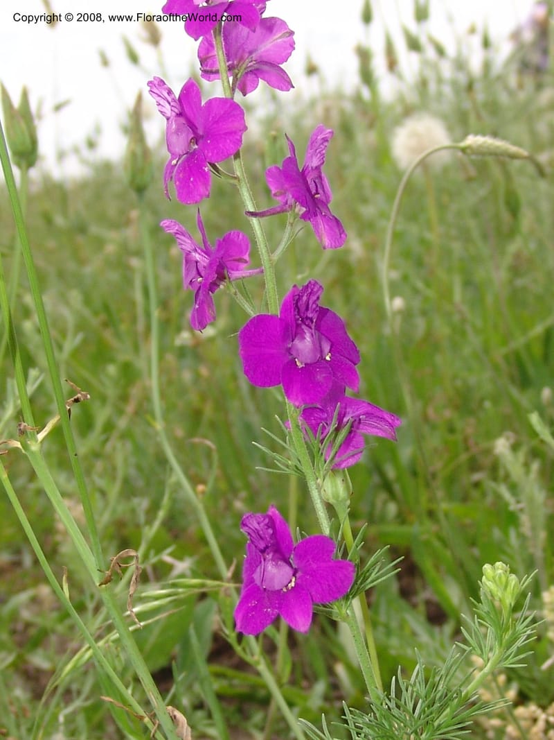 Consolida divaricata--Georgia. Gori Upland, Gareji Steppe. Near salty lake. 9  Jun 05. 027.jpg