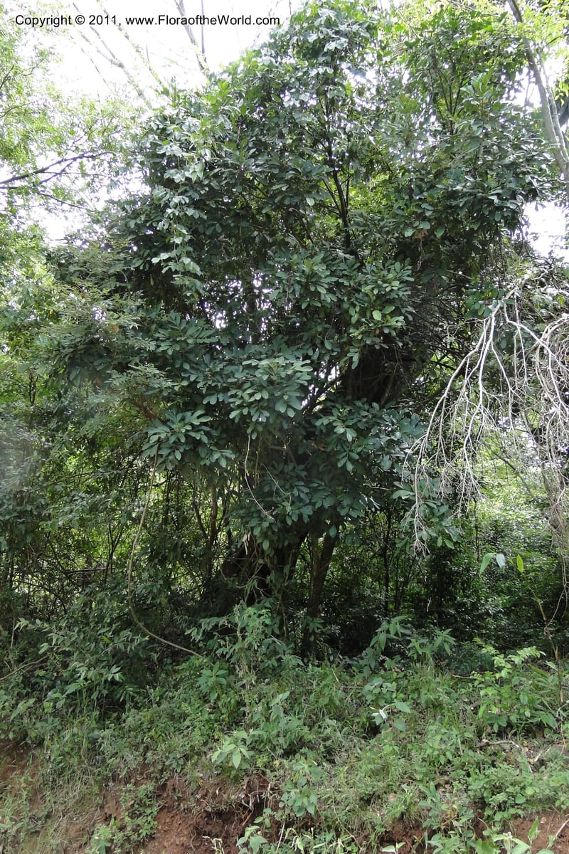 Pilocarpus pennatifolius, W. D. Stevens 30954--Paraguay. Edo. Guaira. Res. Ybytyruzu. 10 Mar 2011. 383 (11).jpg