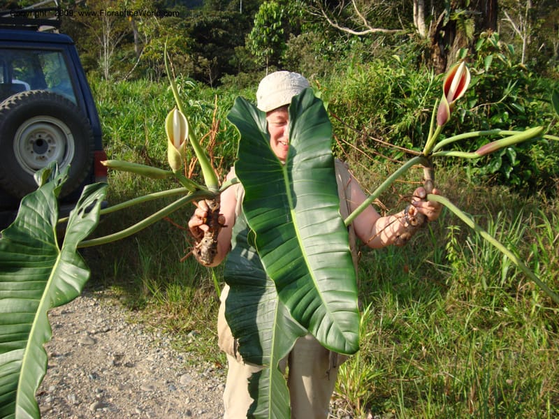Philodendron deflexum, T. Croat 98842--Ecuador.Prov.ZamoraC.Rio Wawaime Valley19Sep2007 070 (1).jpg