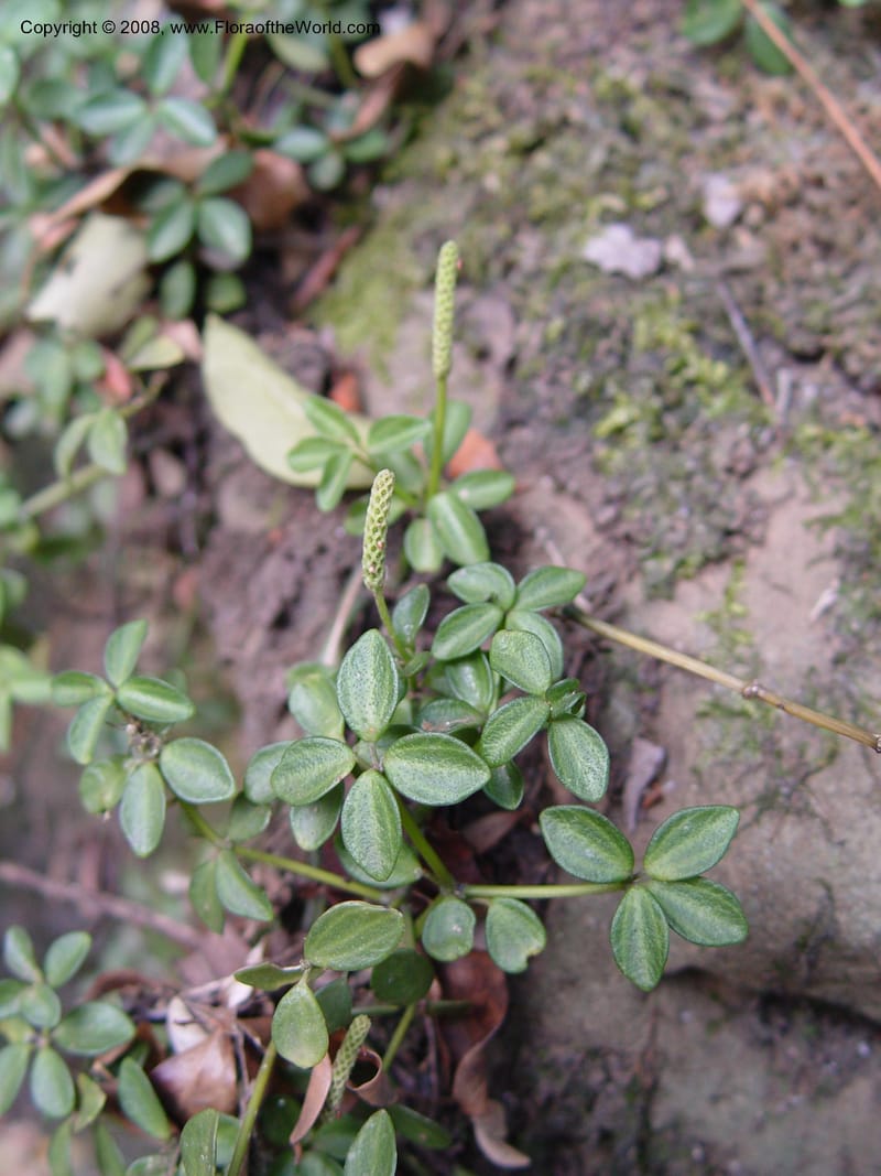 Peperomia tetraphylla--So Africa. No. Drakensberg Mts. Royal Nat. Res. Thendele. 6 Oct 03. 046.jpg