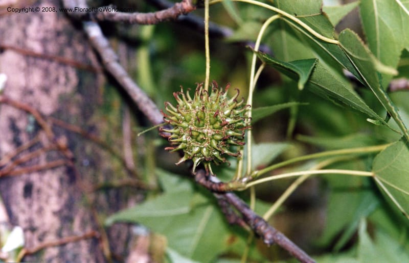 Liquidambar styraciflua v. mexicana, not coll.--Veracruz. Volcan San Martin. 22 May 01.   070.JPG