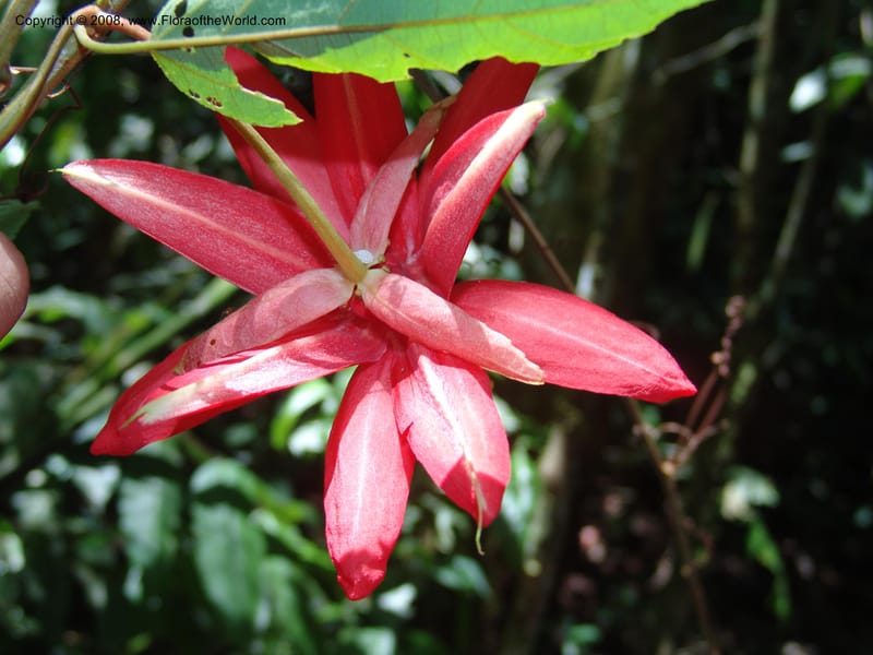 Passiflora coccinea, AAraujoM1261--Bolivia. Pq. Nac. Madidi. Chalalan. Send. Wabucuru. 30 Nov 04. 034.jpg