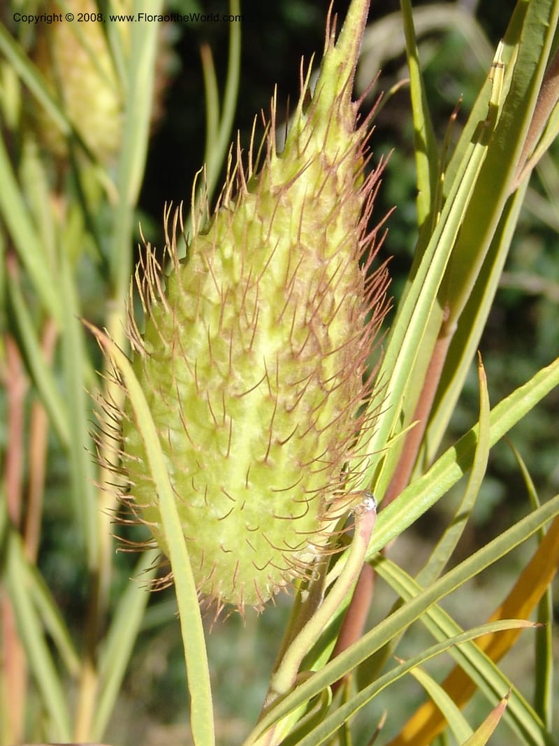 Gomphocarpus fruticosus--So.Africa. E. Cape. Joubert's Pass, SE of Lady Gray. 9 Mch 05. 210.jpg