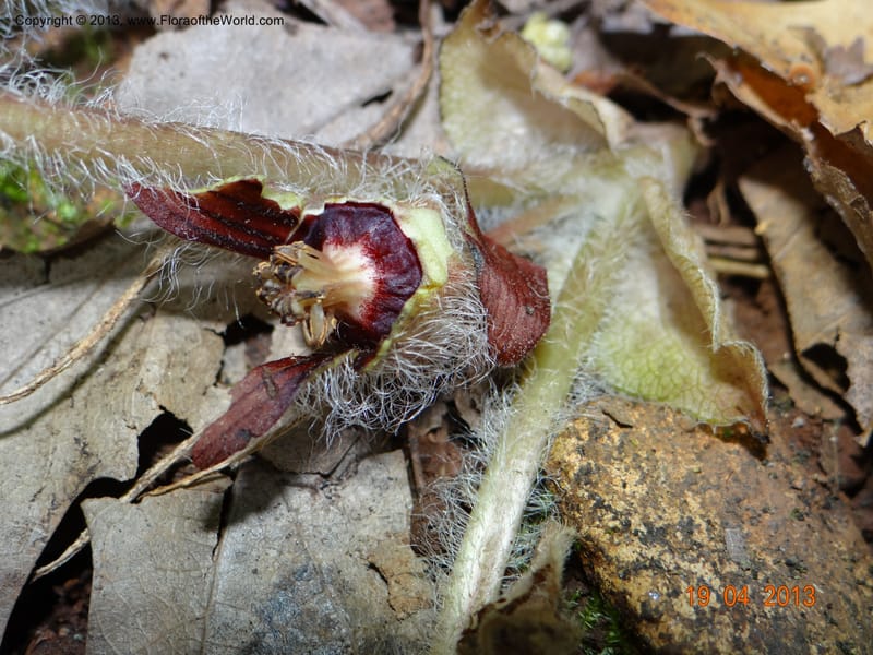 Asarum sp. unk. , Davidson, C 12133--USA, California, Nevada Co. 19 Apr 2013  0164 (5).JPG