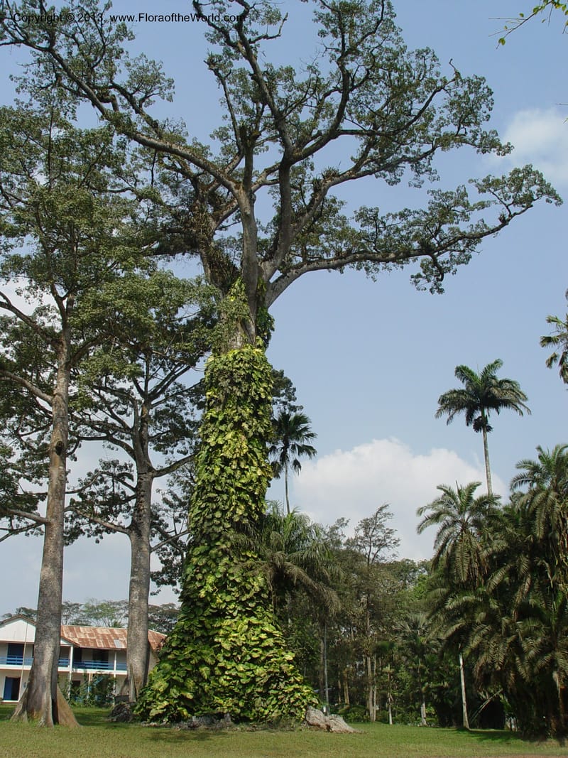 Ceiba pentandra--Ghana. Aburi Botanic Garden. 10 Dec 03. 142.jpg