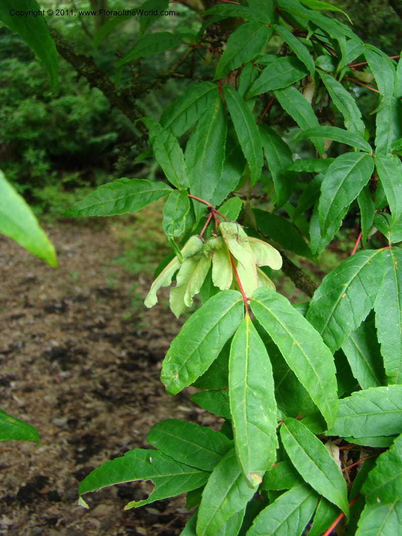 Acer mandschuricum, 7144-0050-1973--Canada. BC. Univ. BC Bot. Garden. 27 Jul 08. 213.jpg