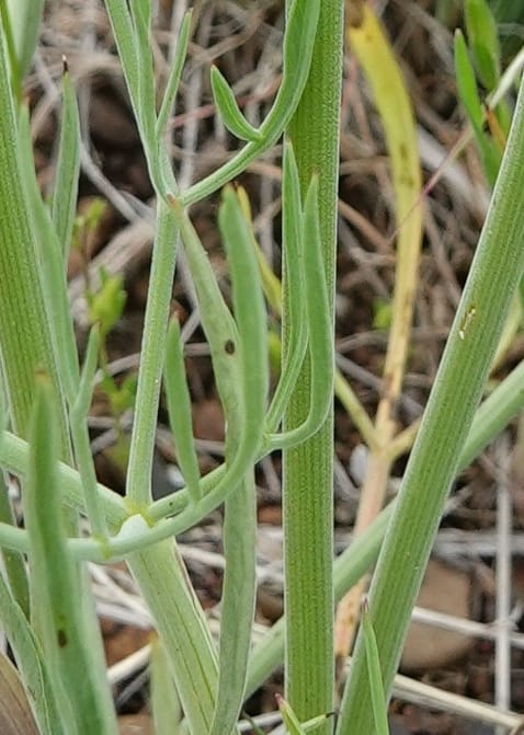 Lomatium triternatum, C. Davidson 13753--Oregon. Wallowa Co. Zumwalt.Trail Cr. Rd. 4 Jun 2018. DSC04078 (126).JPG