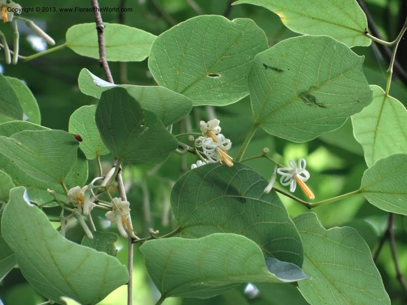 Alangium kurzii, Davidson, C 11972--China. Zhejiang Prov. Tian Mu Shan. 1 Jun 2012. DSC01264 (40).JPG