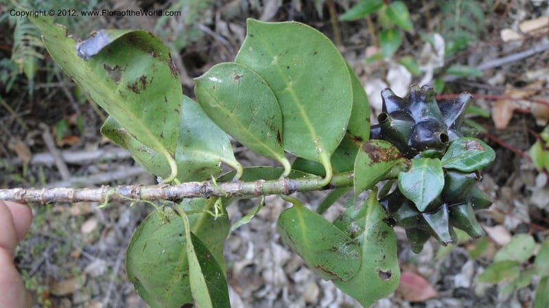 Morinda retusa, N. Manjato 187--Madagascar. E of Ambositra toward Antoetra. 2 May 2010 388 (6).jpg