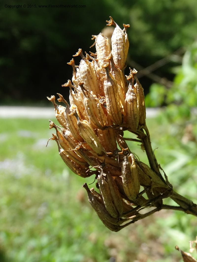 Diervilla sessilifolia, Davidson, C 13068--North Carolina. Haywood Co. NC 215 north of BRP. 21 May 2015. DSC07039 (21).JPG