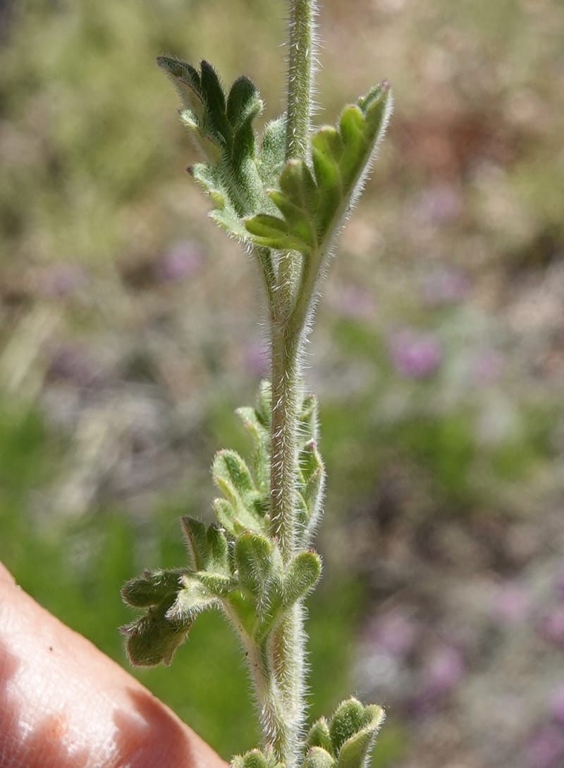 Glandularia gooddingii, C. Davidson 13980--AZ. Pima Co. Mt. Lemmon. Molino View Parking. 8 Apr 2019. DSC (181).JPG