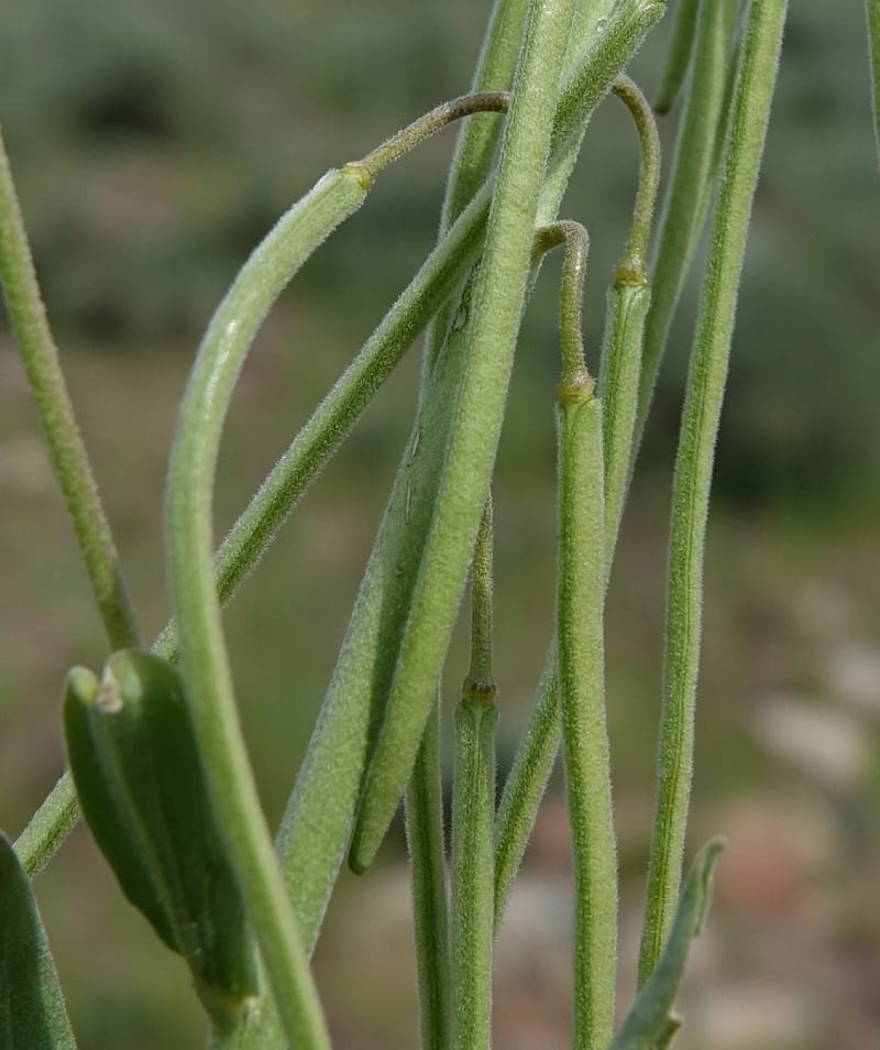 Boechera holboellii var. retrofracta, C. Davidson 13554--ID. Blaine Co. Rock Creek Preserve. TNC. 13 May 2017. DSC00171 (292).JPG