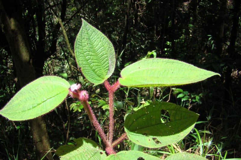 Allomorphia inaequifolia, Regalado 1746--Viet Nam. Thua Thien Hue Prov. Phu Loc Distr. Bach Ma. 13 Apr 09. 314.jpg