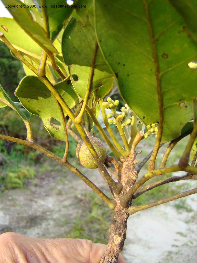 Dysoxylum, JMunzinger4716--New Caledonia. Mandjelia. 13 Nov 07. 310.jpg
