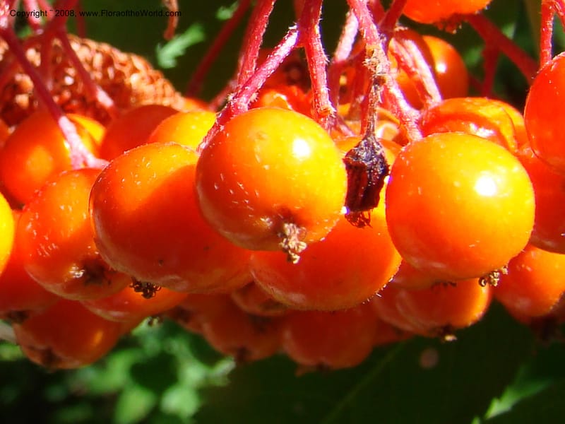 Sorbus sitchensis, CDavidson11311--ID. Valley Co. Sylvan Beach, Payette Lake. 5 Sep 08. 005.jpg
