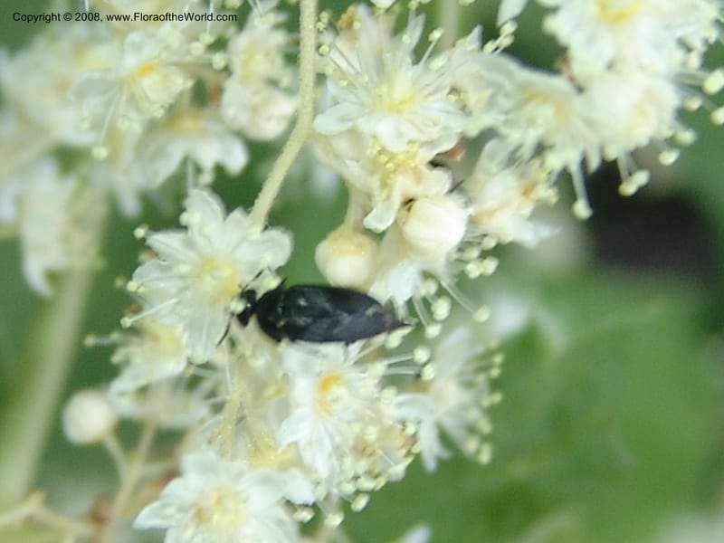 Holodiscus discolor, CDavidson11109--ID. Adams Co. For. Serv. Rd. 453, to Goose Lk. 20 Jul 07. 070.jpg