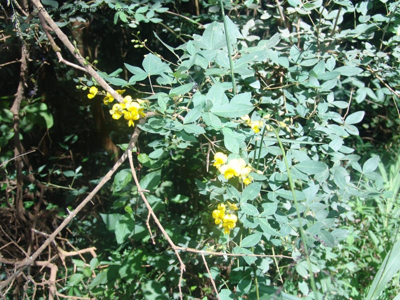 Argyrolobium tomentosum--So.Africa. Mpumal. Moodie Mts.  18 Mch 05. 457.jpg