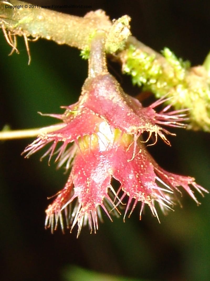 Blakea, Neill 15818--Ecuador. Prov. Zamora Ch. Margin of Rio Nangaritza..17 Sep 07. 039 (7).jpg