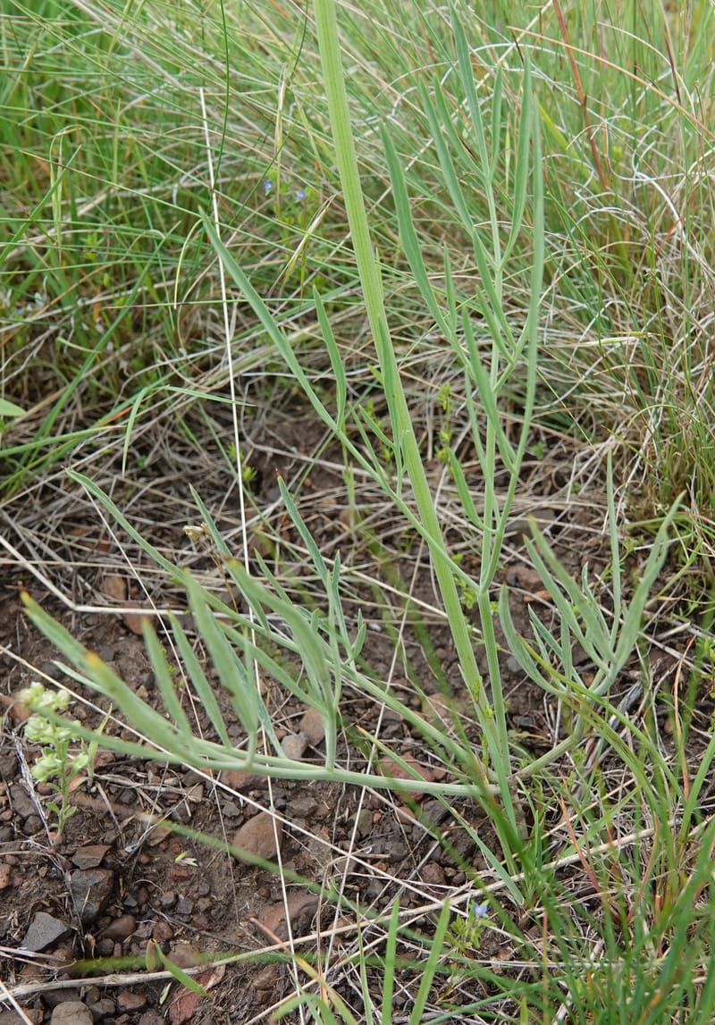 Lomatium triternatum, C. Davidson 13753--Oregon. Wallowa Co. Zumwalt.Trail Cr. Rd. 4 Jun 2018. DSC04078 (109).JPG